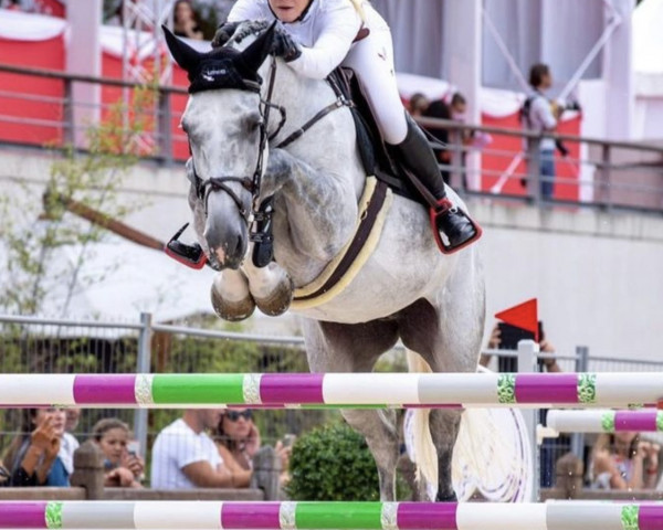 jumper It's A Miracle (KWPN (Royal Dutch Sporthorse), 2013, from Dakar)