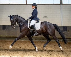 dressage horse Ryon de Royal (Oldenburg, 2012, from Royal Classic I)