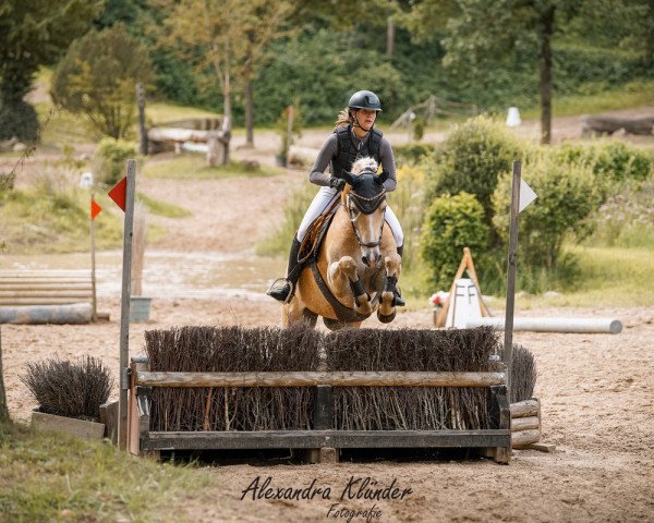 Dressurpferd Monteverdi 33 (Haflinger, 2015, von Maisturm)