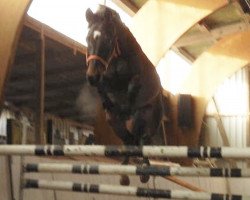 jumper Easy 88 (KWPN (Royal Dutch Sporthorse), 2000, from Kannan)