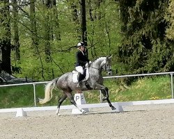 dressage horse Lord Lahnstein 2 (German Sport Horse, 2018, from Lahnstein 4)