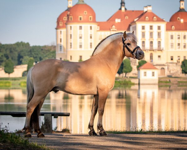 horse Kalido WE (Fjord Horse, 2018, from Kilius)
