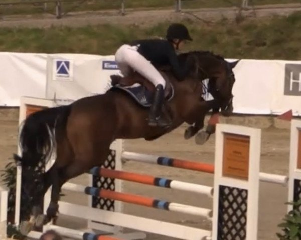 broodmare Abba 52 (Holsteiner, 2008, from Larimar) broodmare Abba 52 (Holsteiner, 2008, from Larimar)