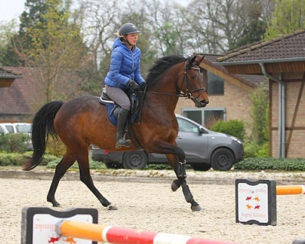 broodmare Carly 13 (Hanoverian, 2013, from Conen)