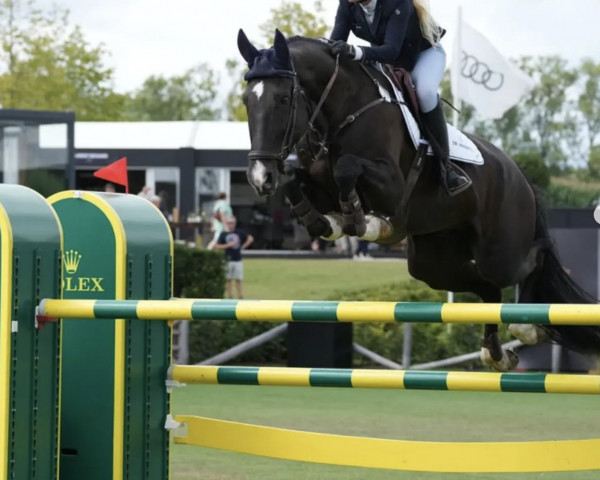 jumper Othello van't Klavertje Vier (Belgian Warmblood, 2014, from Vigo d'Arsouilles)
