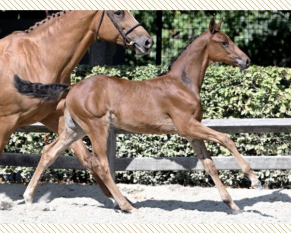 horse Cool Guy d'Argilla Z (Zangersheide riding horse, 2022, from Chacoon Blue)