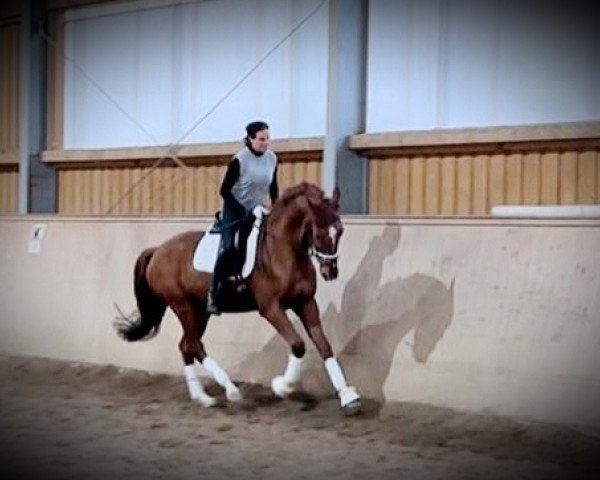 dressage horse Volksheld (German Sport Horse, 2019, from Vitalis)