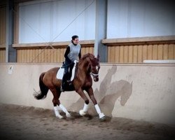 dressage horse Volksheld (German Sport Horse, 2019, from Vitalis)