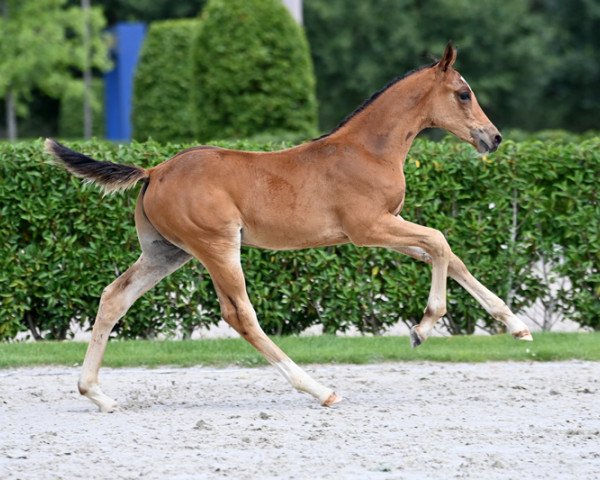horse Charkov d'Argilla Z (Zangersheide riding horse, 2022, from Chaccothage Blue PS)