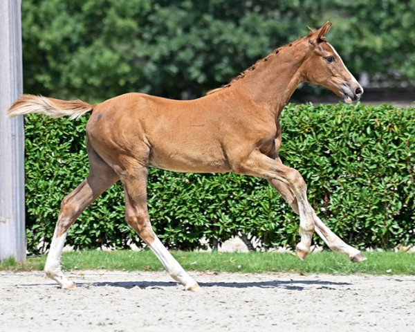 horse Chacall d'Argilla Z (Zangersheide riding horse, 2022, from Chacfly PS)