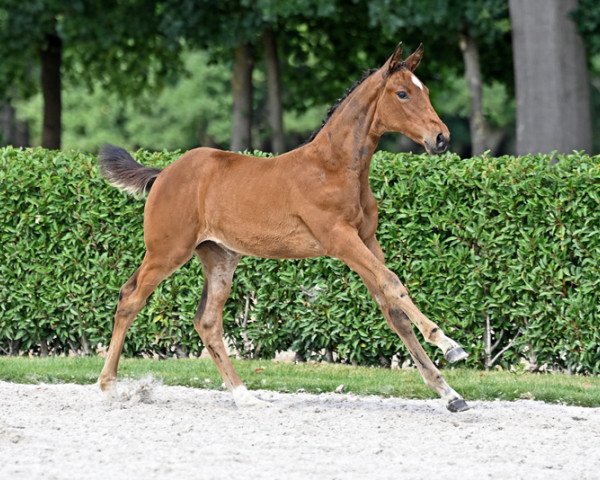 horse Dourkhina d'Argilla Z (Zangersheide riding horse, 2022, from Dourkhan Hero Z)