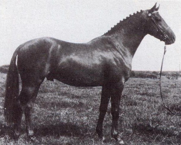 stallion Creden Herewardian (British Riding Pony, 1978, from Mischiefmaker)
