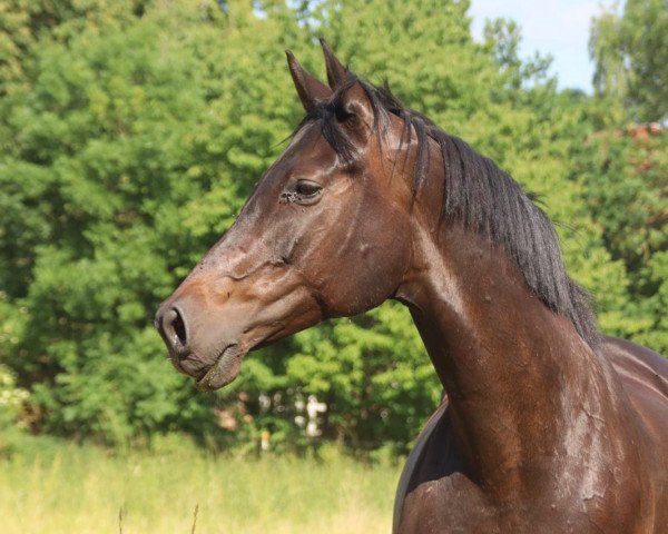 broodmare B-Miss Moneypenny (Holsteiner, 2009, from Crawford)