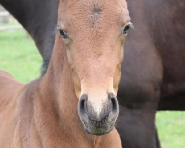 horse Giotto Momenti R (Mecklenburg, 2022, from Grabenstern I)