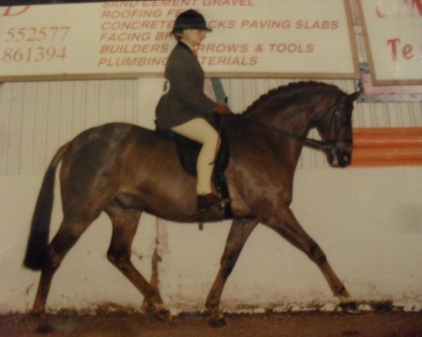 horse Pitchwood Playboy (British Riding Pony, 1990, from Keston Fidelity)