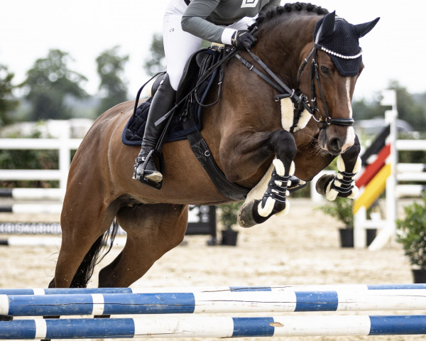 horse Chepinga T (German Warmblood, 2018, from Ab 19 Chepetto)