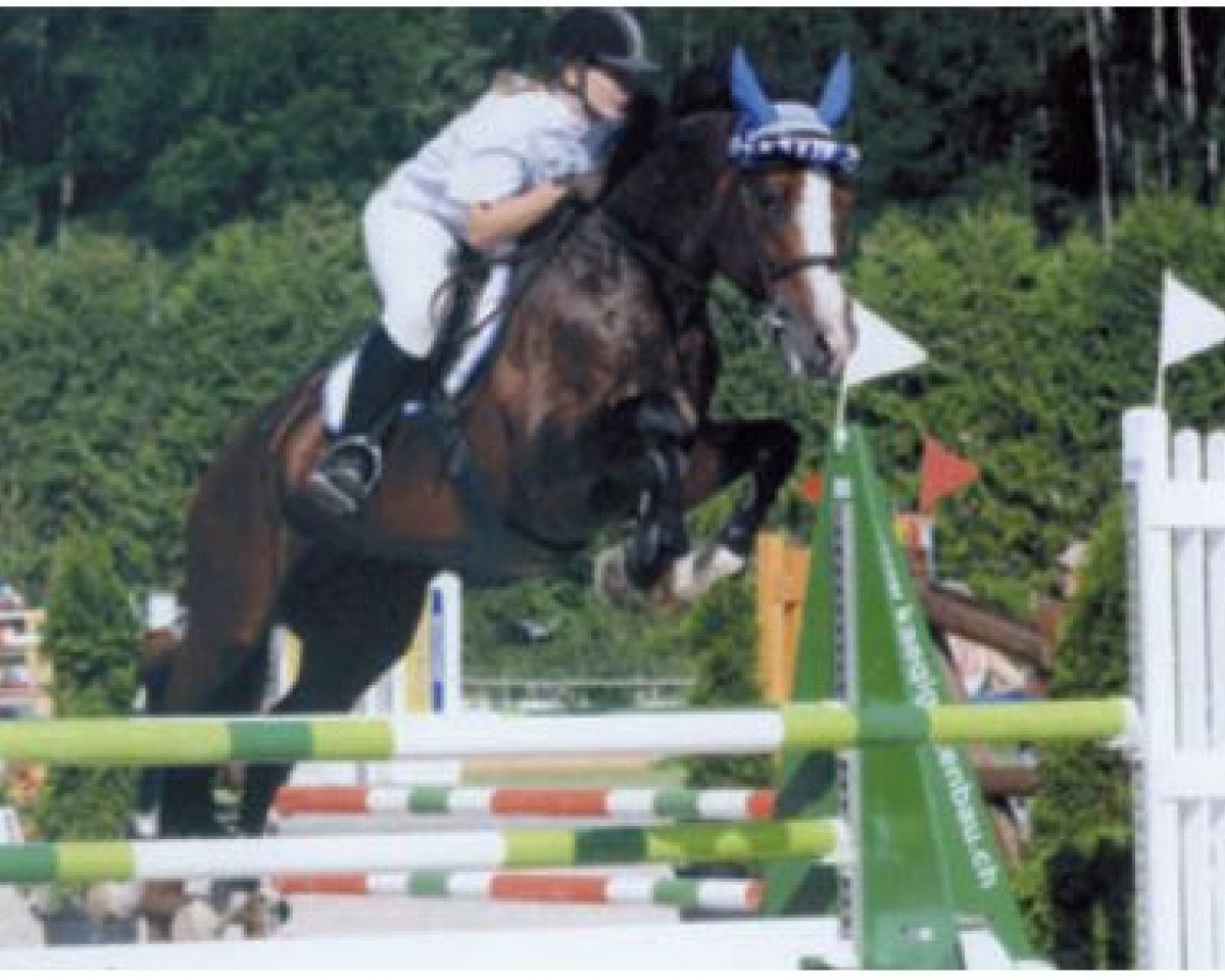 Deckhengst Saphir von der Rossi CH (Schweizer Warmblut, 2000, von Sir Libero)