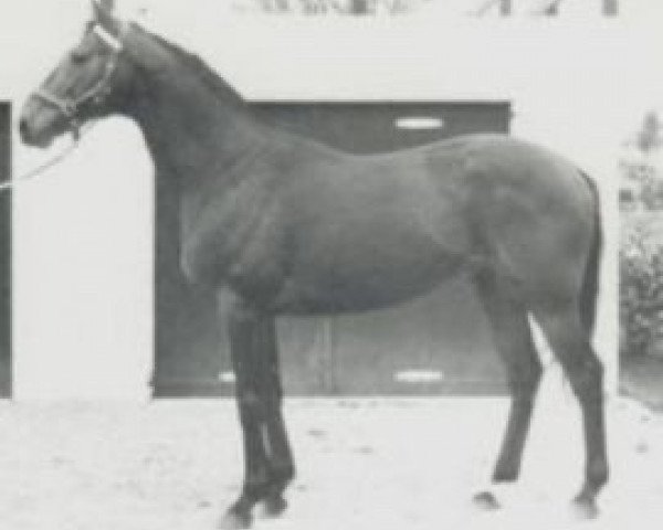 Deckhengst Bamako AA (Anglo-Araber, 1970, von Baraki AA)