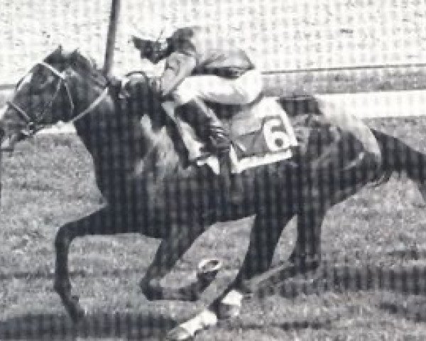 stallion Air de Cour xx (Thoroughbred, 1982, from Vigors xx) stallion Air de Cour xx (Thoroughbred, 1982, from Vigors xx)