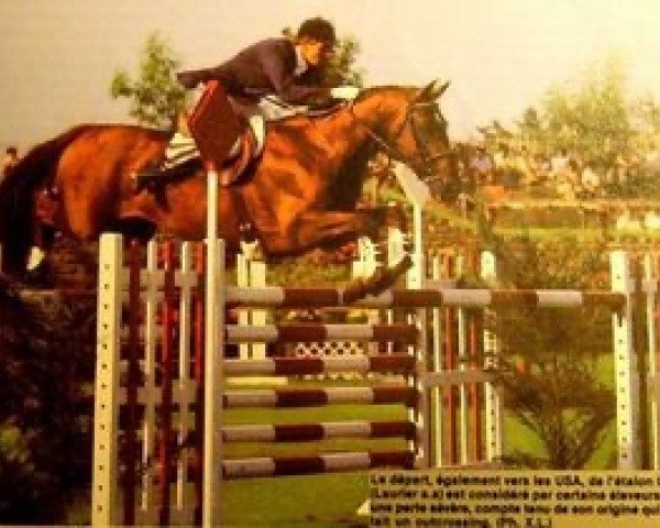 Deckhengst Guenour (Selle Français, 1972, von Laurier AA)