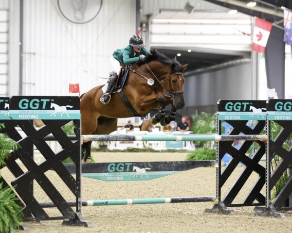 horse Vegas H (Hanoverian, 2013, from Valentino)