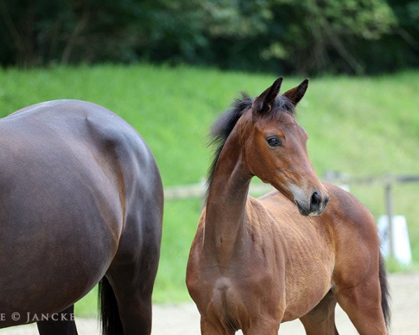 broodmare Imperial Star (Trakehner, 2023, from Imperial Valley)