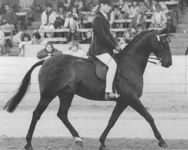 horse Stenigot Night Jar (British Riding Pony, 1980, from Rosslyn Sandalwood)