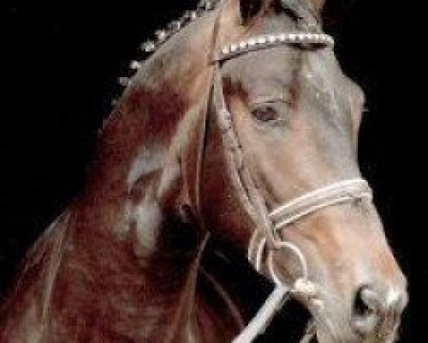 Zuchtstute Ballerina (Trakehner, 1989, von Diamant) Zuchtstute Ballerina (Trakehner, 1989, von Diamant)