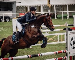 Springpferd Cira 75 (Hannoveraner, 2016, von Check In 2)