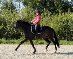 dressage horse Sky Is No Limit (Westphalian, 2011, from Silbermond)