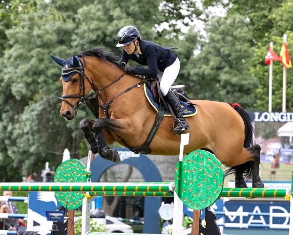 jumper Fellow Castlefield (KWPN (Royal Dutch Sporthorse), 2010, from J'taime flamenco)