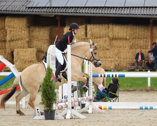 dressage horse Illrico (Fjord Horse, 2014, from Inrico)