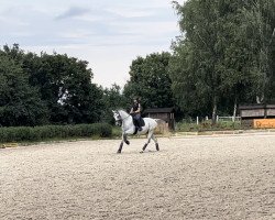 Deckhengst Belantis Hit (Deutsches Sportpferd, 2014, von Belantis)
