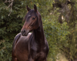 Pferd Stute von Fidano / Alter Fritz (Holsteiner, 2022, von Fidano)