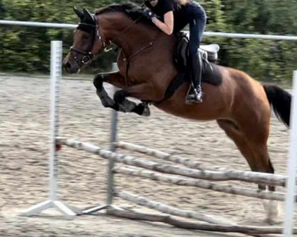 broodmare Black Jack's Pearl (Westphalian, 2015, from Black Jack 175)