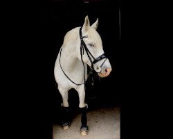 broodmare Pearl (Polish Warmblood, 2009, from Liban)