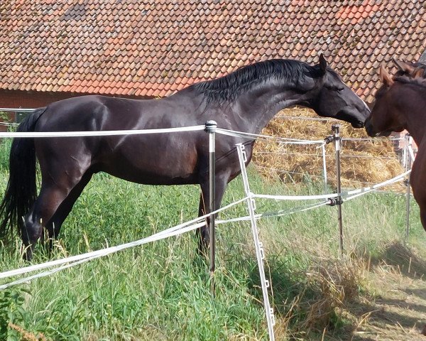 stallion Brahmshofs Bailador (Oldenburg, 2021, from Baju B)