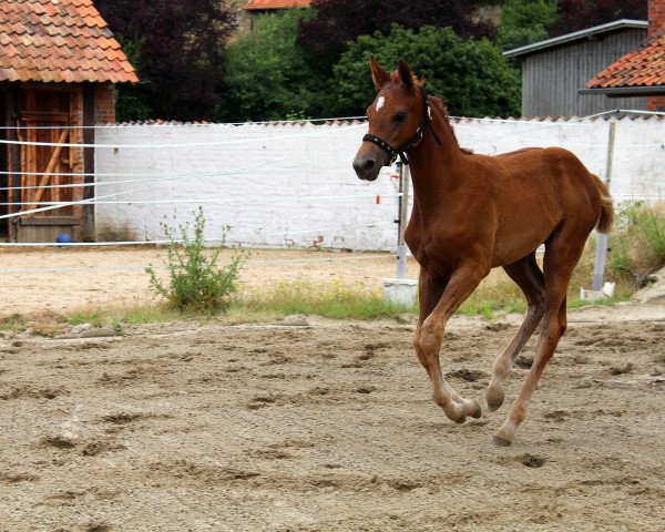 broodmare Brahmshofs Mia (Oldenburg, 2020, from Baju B)