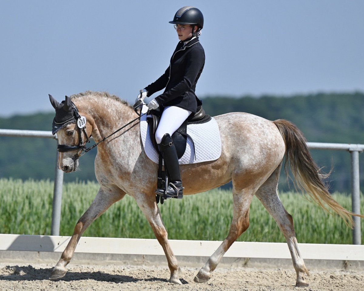 Dressurpferd Call me Pippilotta (Deutsches Reitpony, 2014, von Vis-A-Vis II)