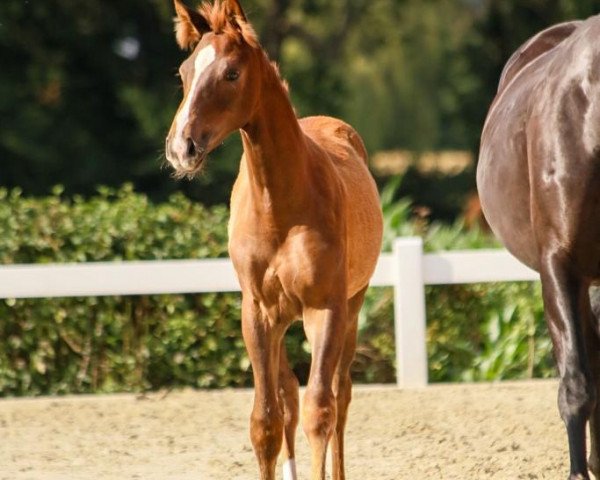 horse Brahmshofs Daria (Oldenburg, 2023, from Belissimo NRW)