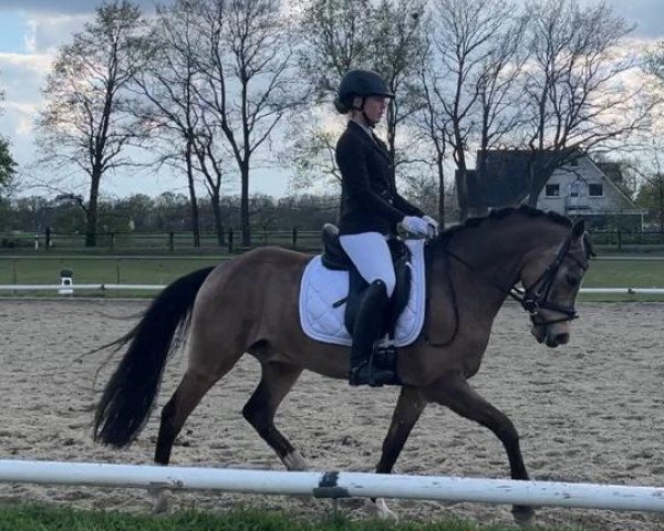 dressage horse Venture (German Riding Pony, 2016, from Valerius)
