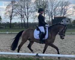 dressage horse Venture (German Riding Pony, 2016, from Valerius)