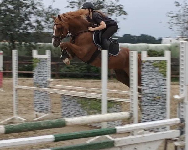 jumper Milky Way (German Riding Pony, 2017, from The Braes My Mobility)