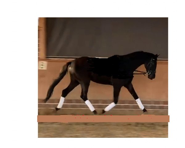 Pferd Salizuan (Oldenburger, 2017, von Sezuan)