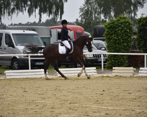 dressage horse Ferrero Chocolate (German Riding Pony, 2011, from Flash Dancer xx) dressage horse Ferrero Chocolate (German Riding Pony, 2011, from Flash Dancer xx)