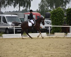dressage horse Ferrero Chocolate (German Riding Pony, 2011, from Flash Dancer xx)
