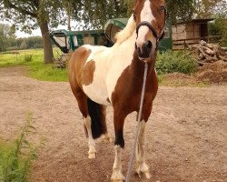 horse Danny Boy (Pinto / Small Riding Horse, 2015)