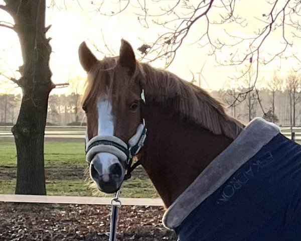 dressage horse Lake Placid 32 (German Riding Pony, 2006, from Lucky Strike)
