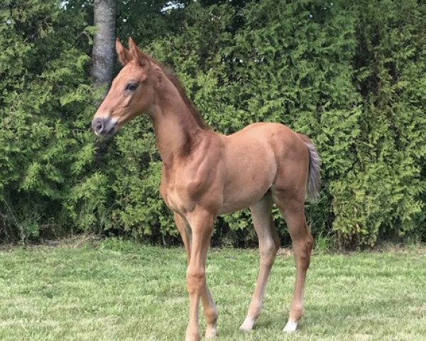 horse Milano (Oldenburg, 2019, from Maracana)