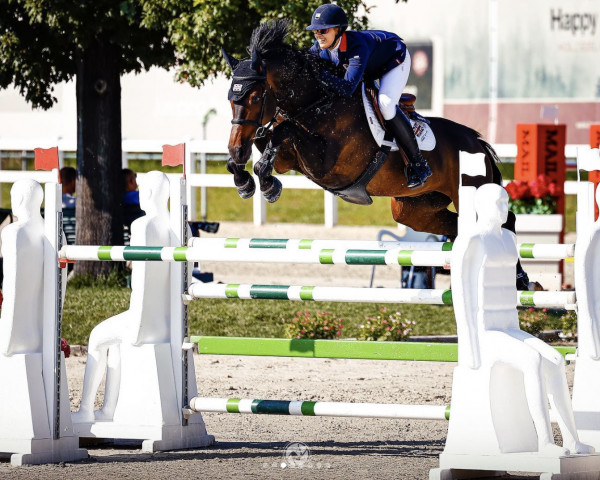 jumper Interstar B (KWPN (Royal Dutch Sporthorse), 2013, from I'm Special de Muze)